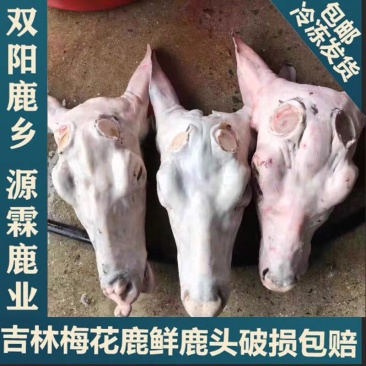 新鲜鹿头梅花鹿鹿头肉冷冻8斤以上发货长春鹿场家养