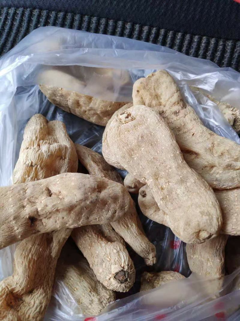 供应优质秦岭原生态天麻