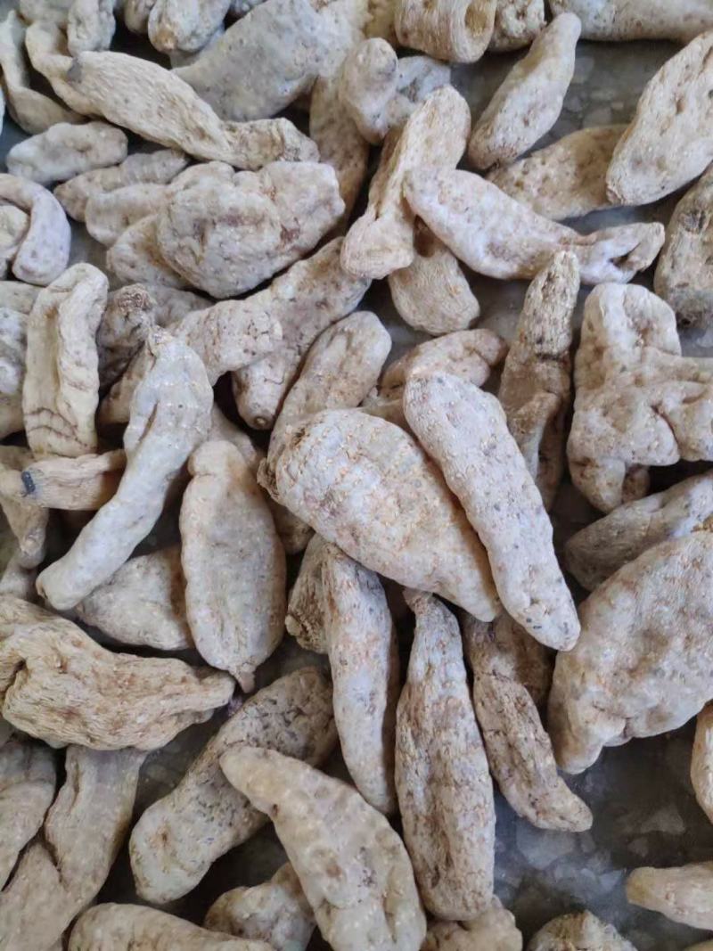 供应优质秦岭原生态天麻