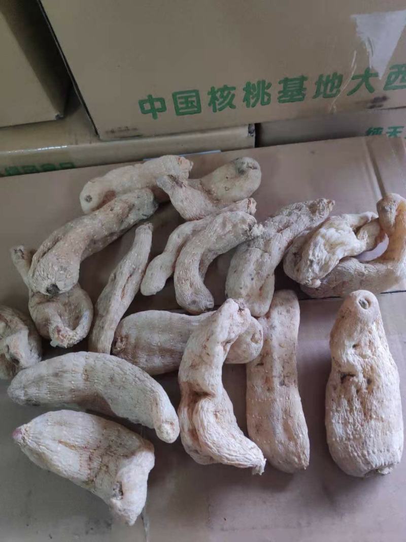 供应优质秦岭原生态天麻
