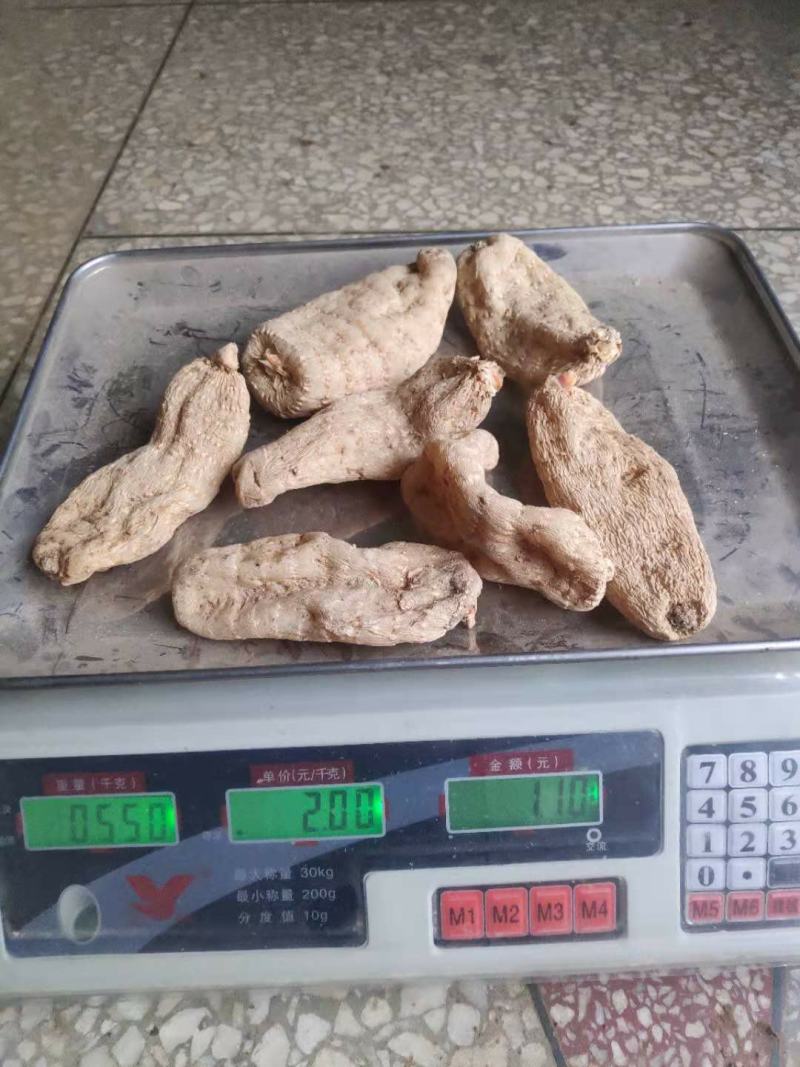 供应优质秦岭原生态天麻