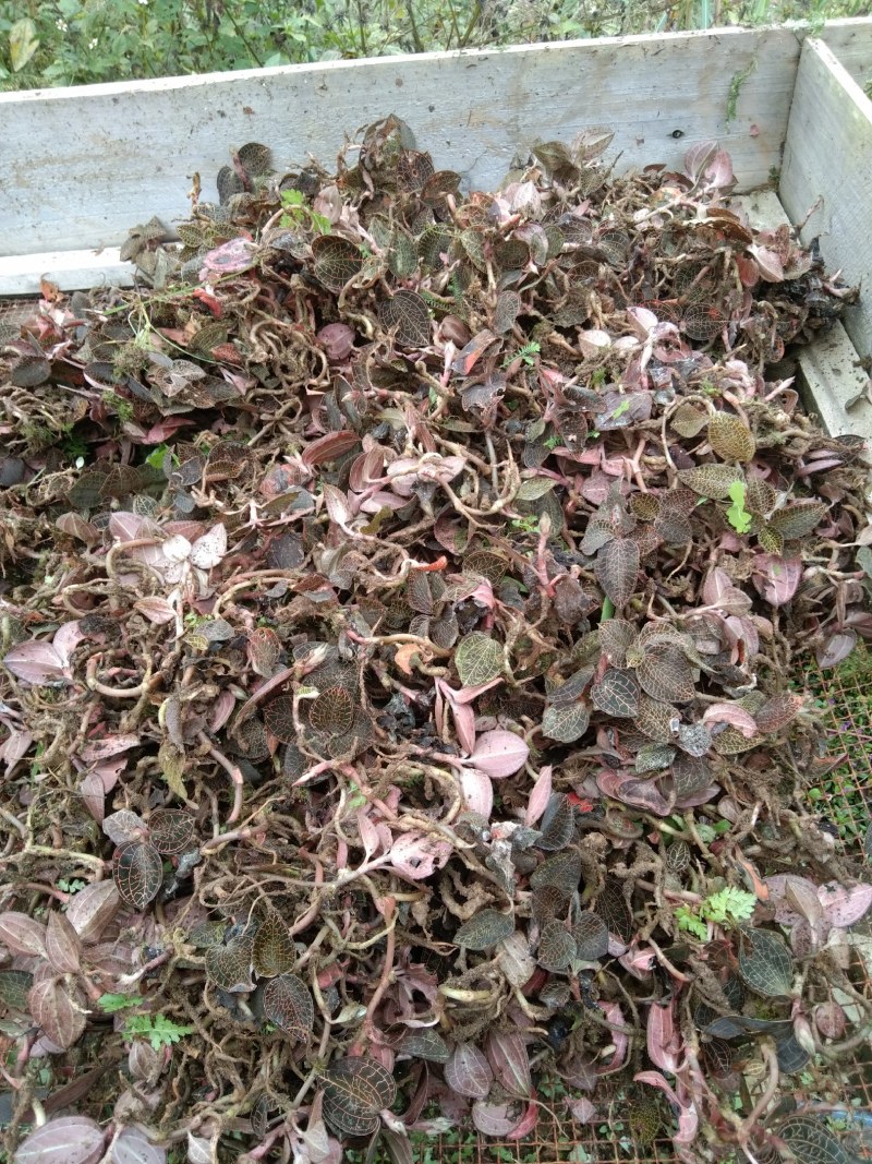 野生金线莲本地需要可联系