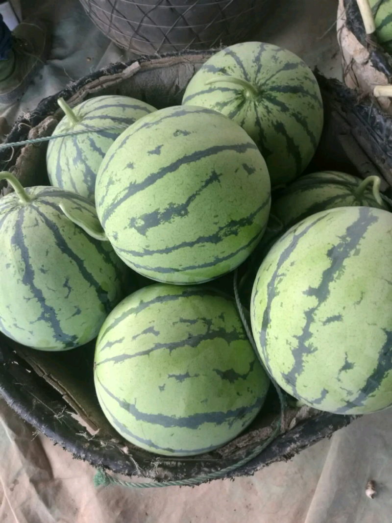 精品大棚麒麟西瓜，千亩种植基地，量大从优，欢迎订购。