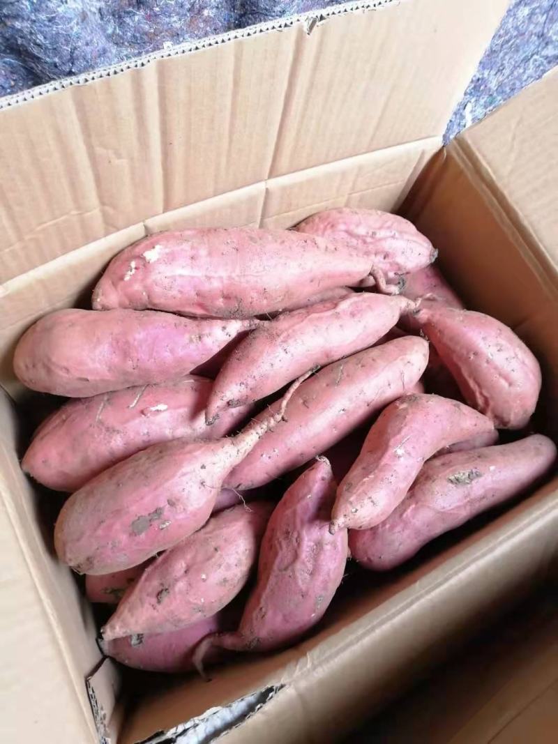 烟薯25基地批发储存代办红皮红心沙地蜜薯烤薯电商