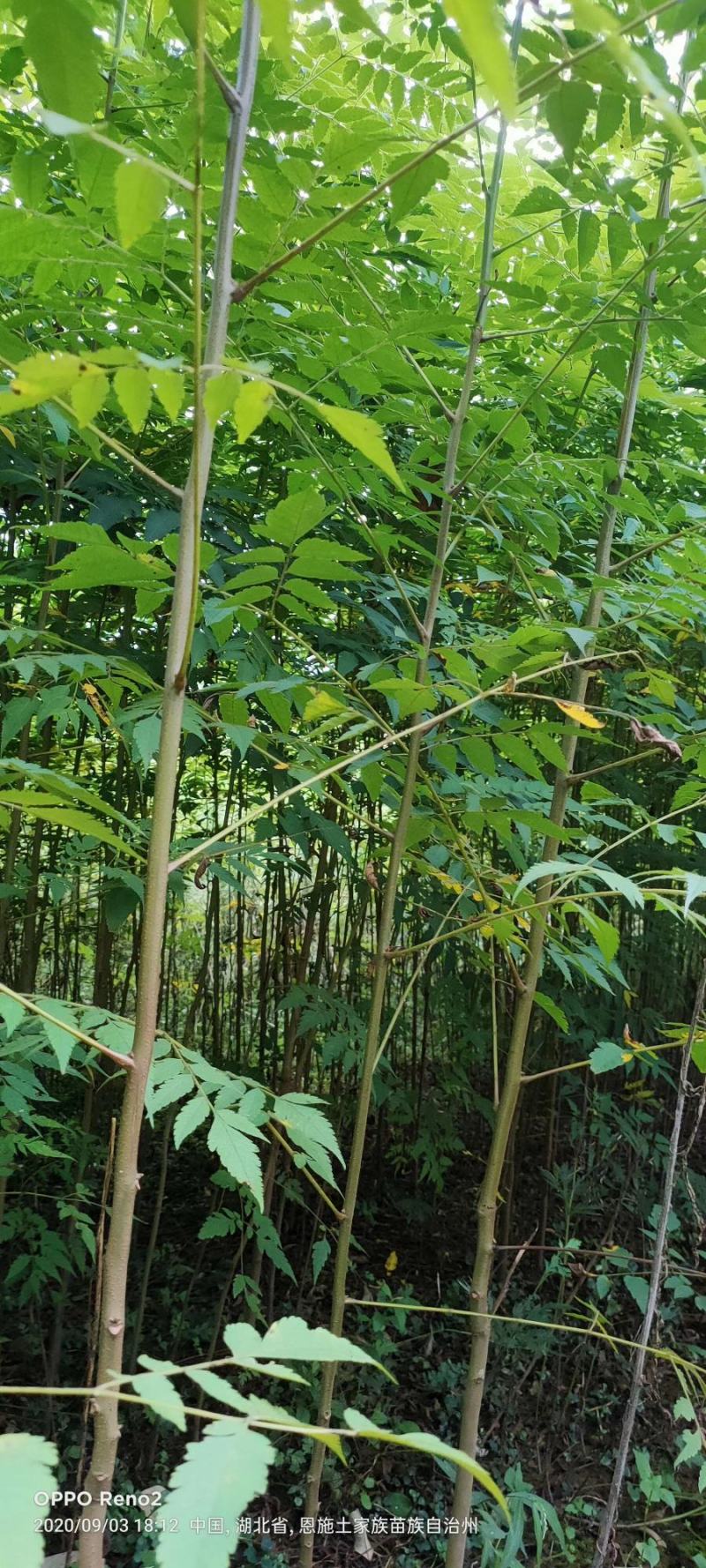 栾树苗，供应栾树，哪里有栾树苗基地直发质量保证欢迎来电
