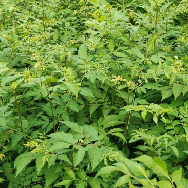 栾树苗，供应栾树，哪里有栾树苗基地直发质量保证欢迎来电