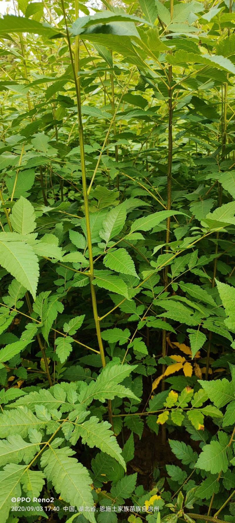 栾树苗，供应栾树，哪里有栾树苗基地直发质量保证欢迎来电