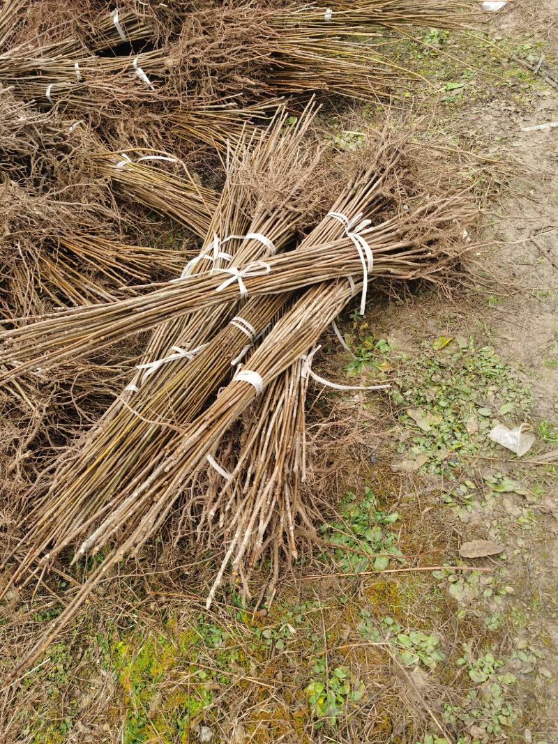 栾树苗，供应栾树，哪里有栾树苗基地直发质量保证欢迎来电