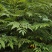 栾树苗，供应栾树，哪里有栾树苗基地直发质量保证欢迎来电