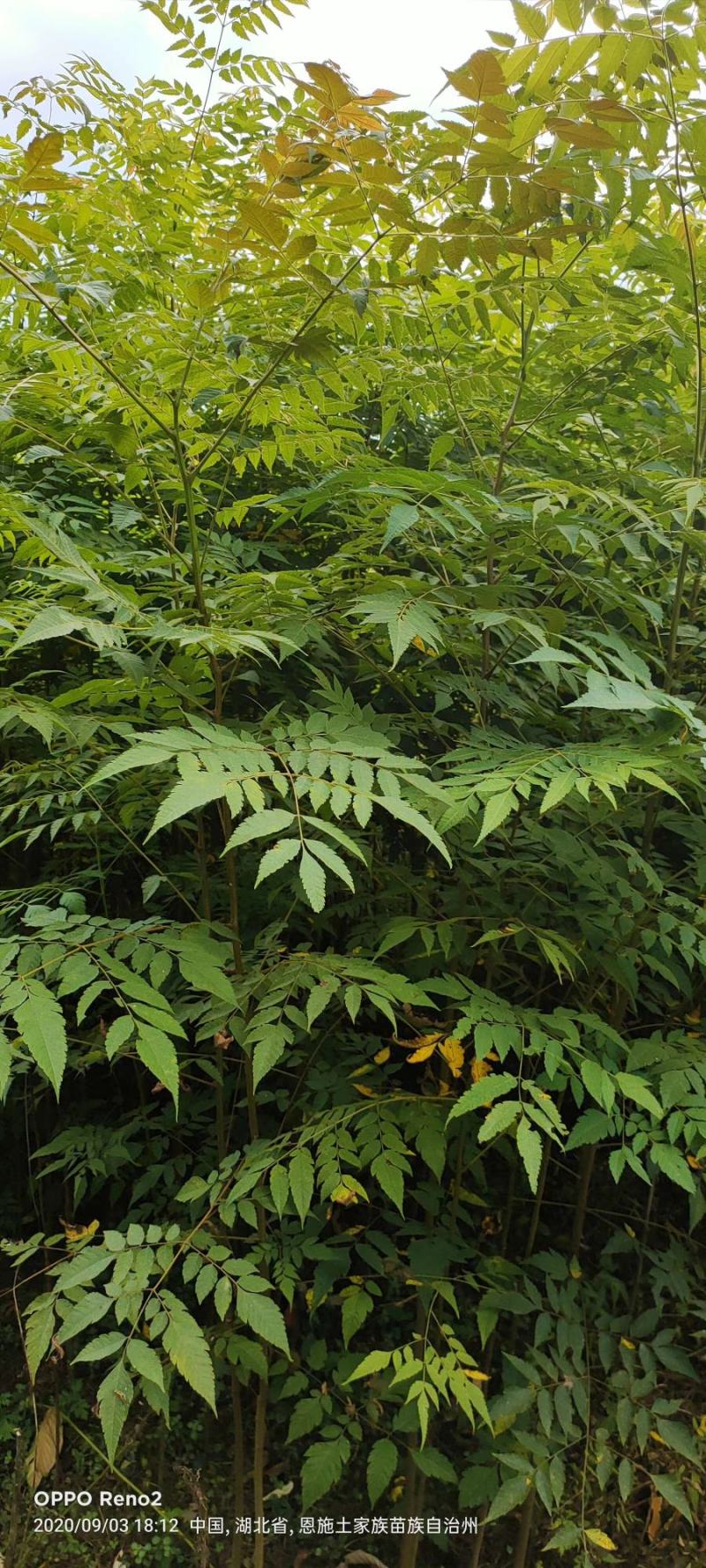 栾树苗，供应栾树，哪里有栾树苗基地直发质量保证欢迎来电