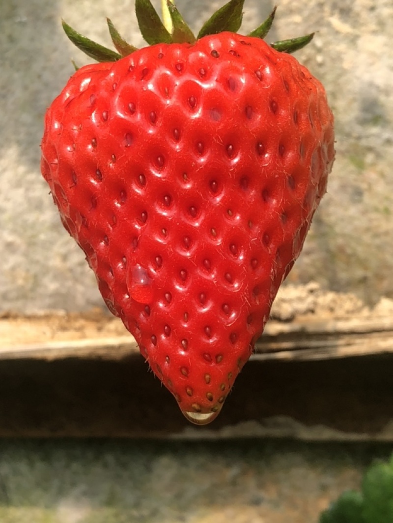 丹东玖玖草莓热卖中大量上市价格持续走低，个大味甜果子红