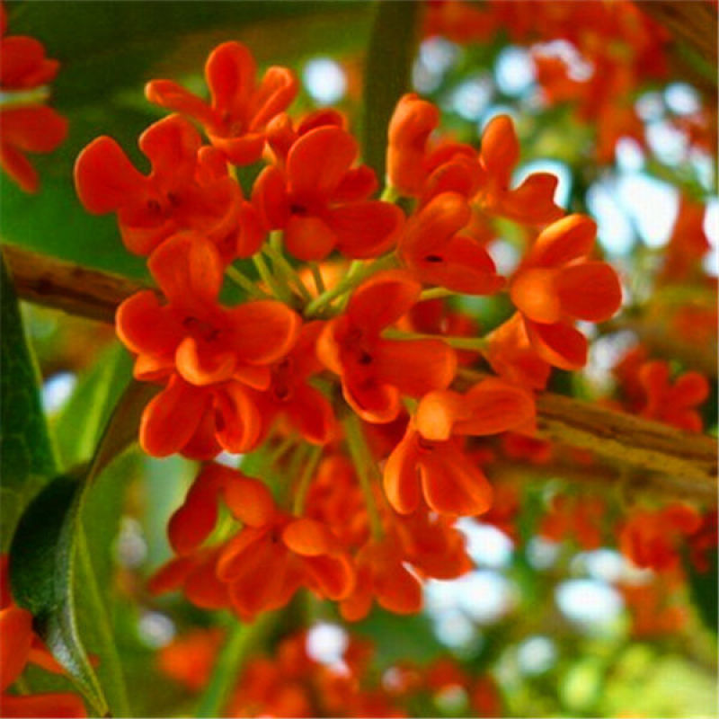 桂花种子金桂沉香八月桂花树种子桂花种籽四季盆栽阳台花