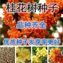 桂花种子金桂沉香八月桂花树种子桂花种籽四季盆栽阳台花