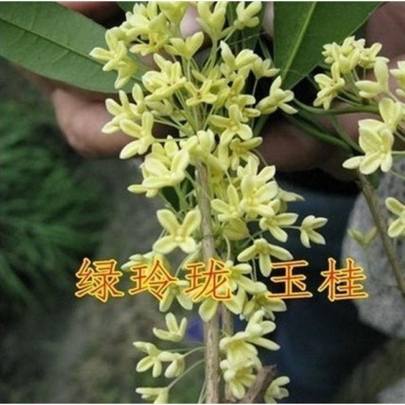 桂花种子金桂沉香八月桂花树种子桂花种籽四季盆栽阳台花