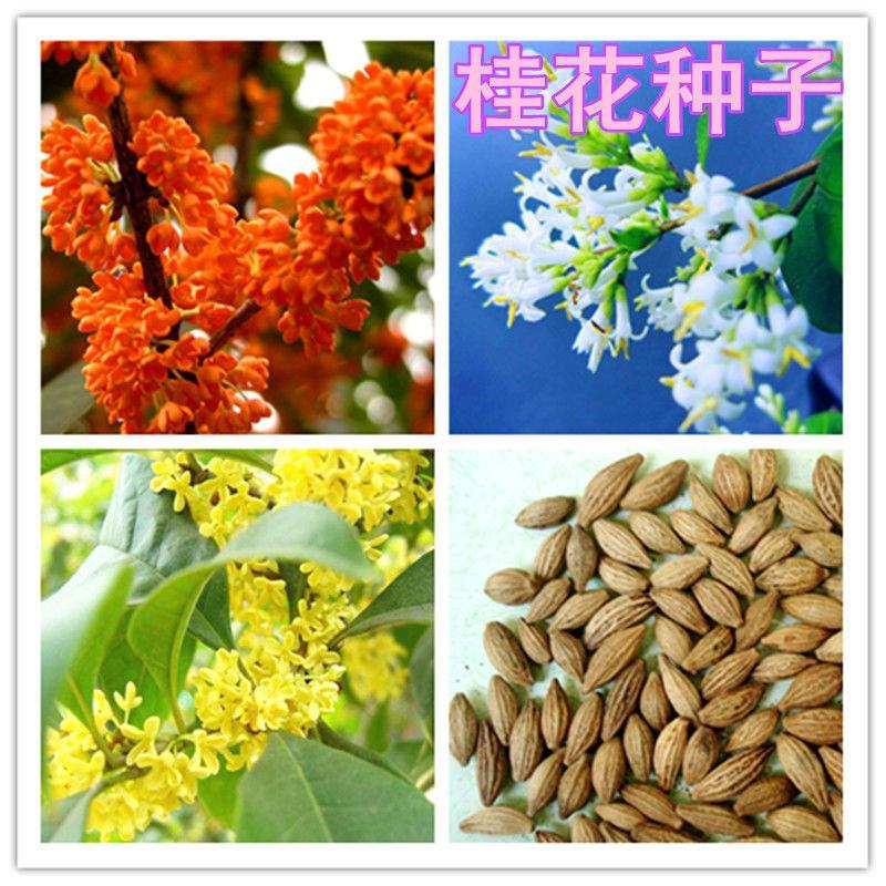 桂花种子金桂沉香八月桂花树种子桂花种籽四季盆栽阳台花