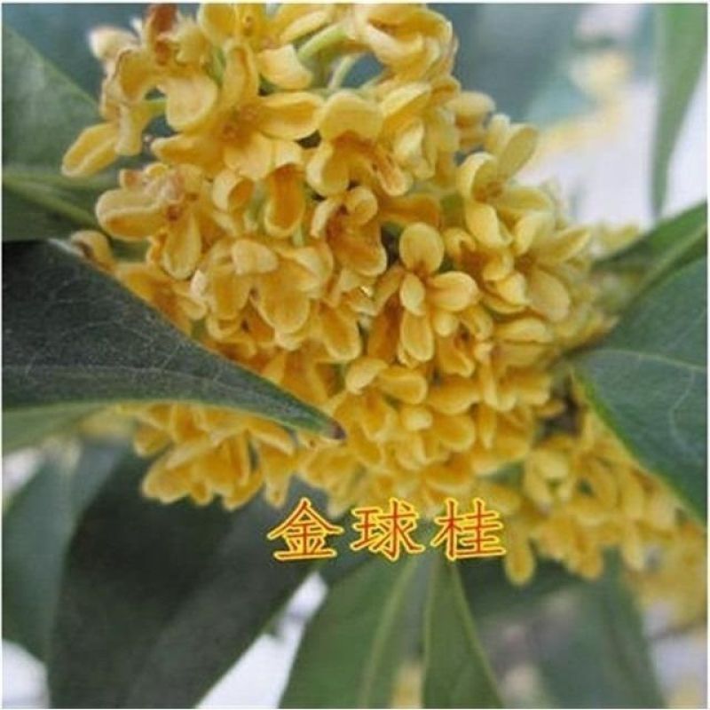 桂花种子金桂沉香八月桂花树种子桂花种籽四季盆栽阳台花