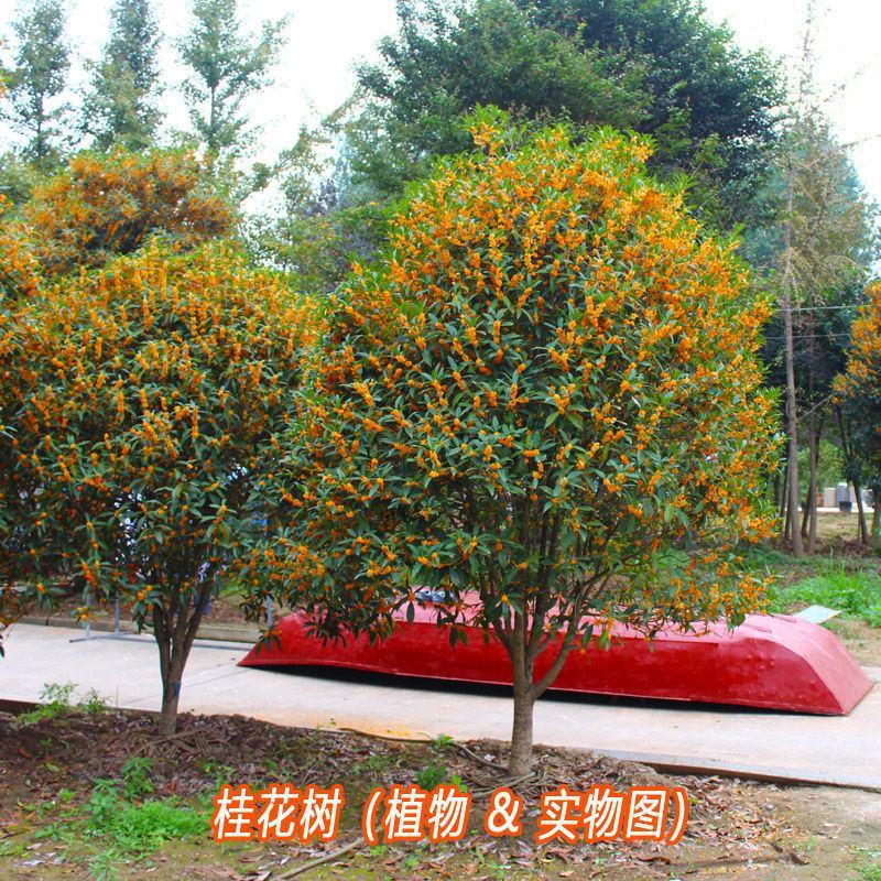 桂花种子金桂沉香八月桂花树种子桂花种籽四季盆栽阳台花