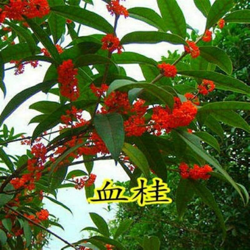 桂花种子金桂沉香八月桂花树种子桂花种籽四季盆栽阳台花