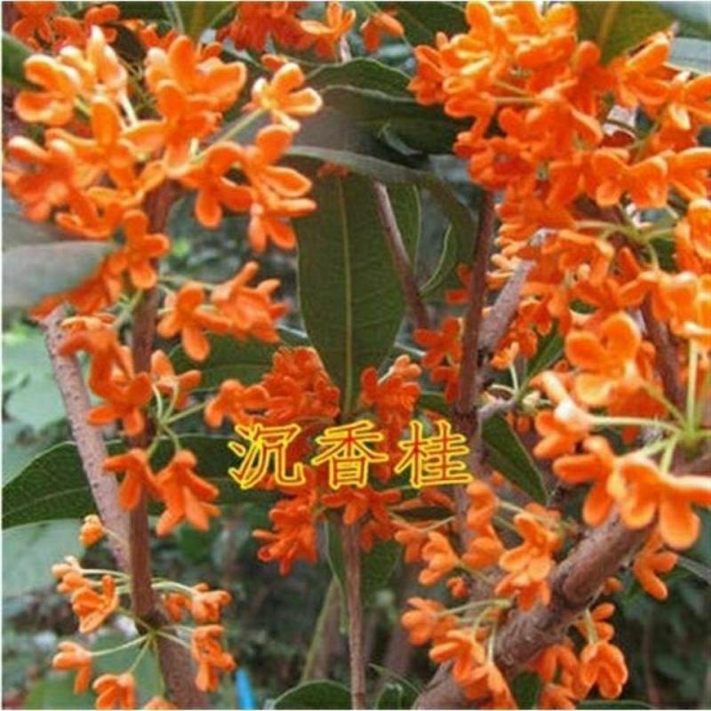 桂花种子金桂沉香八月桂花树种子桂花种籽四季盆栽阳台花