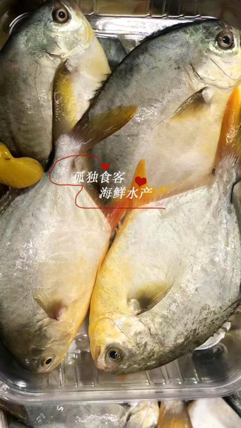 新鲜金鲳鱼单体单冻一箱20斤全国代发货