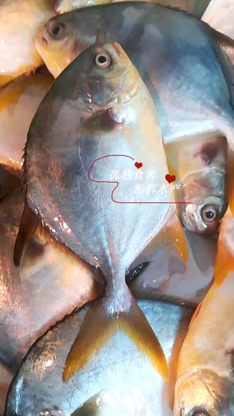 新鲜金鲳鱼单体单冻一箱20斤全国代发货