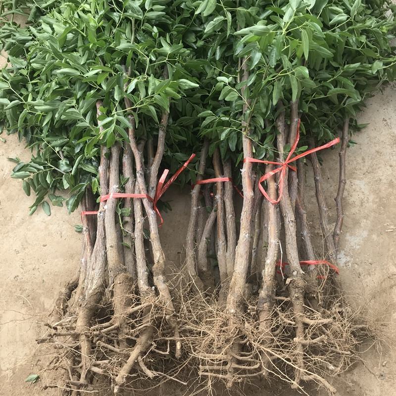 枣树苗沾化冬枣特大枣苗南方北方种植盆栽地栽果树苗当年结果