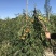 枣树苗沾化冬枣特大枣苗南方北方种植盆栽地栽果树苗当年结果
