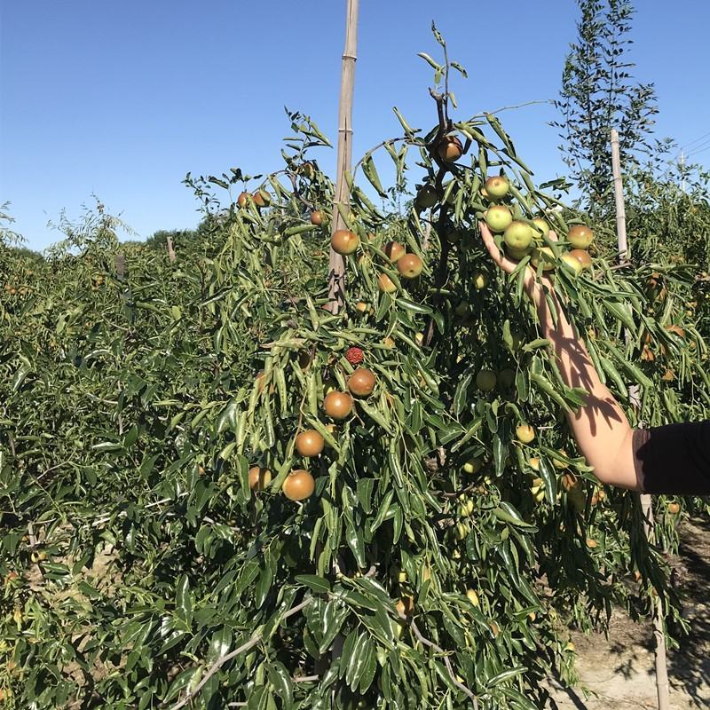 枣树苗沾化冬枣特大枣苗南方北方种植盆栽地栽果树苗当年结果