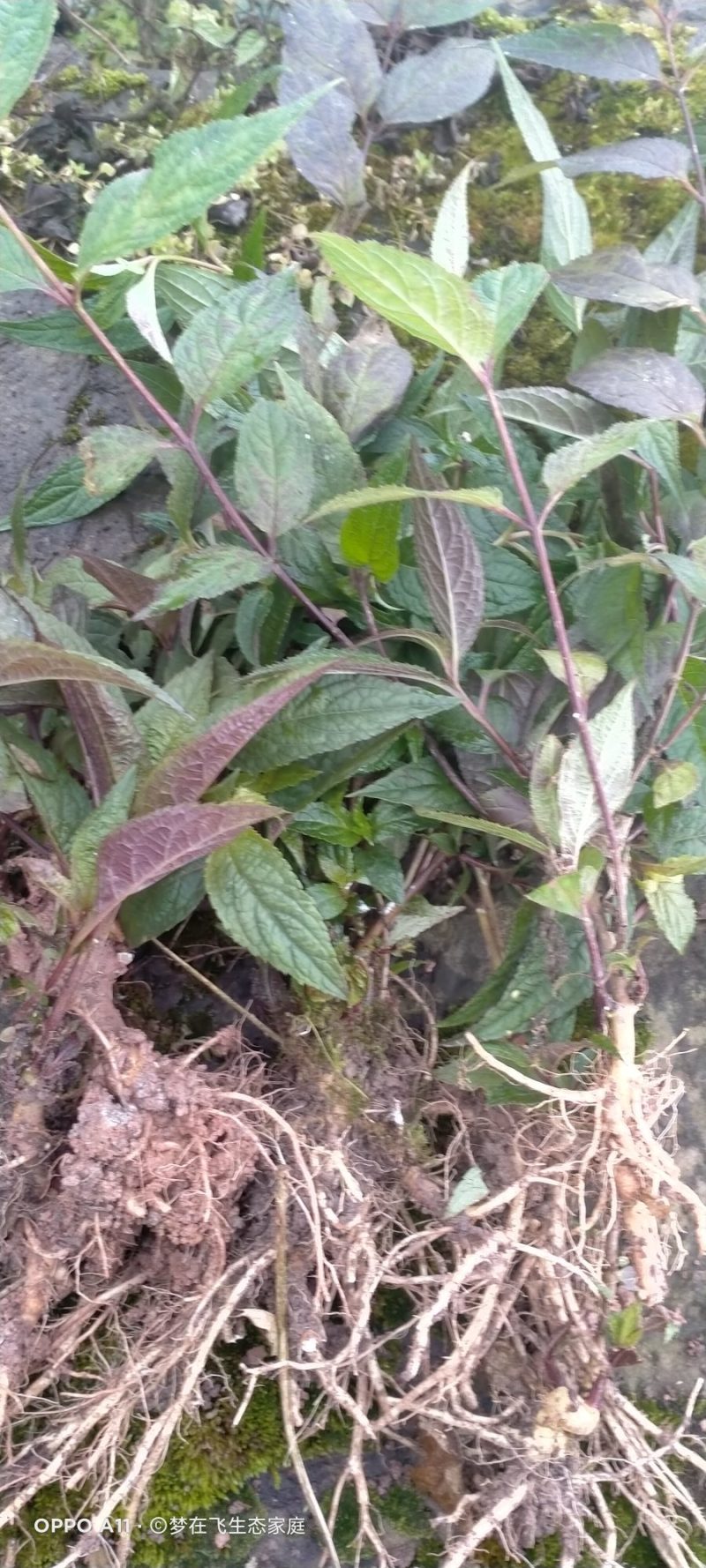 蜘蛛果苗，红果参苗，新型果树奇特水果，欢迎你！
