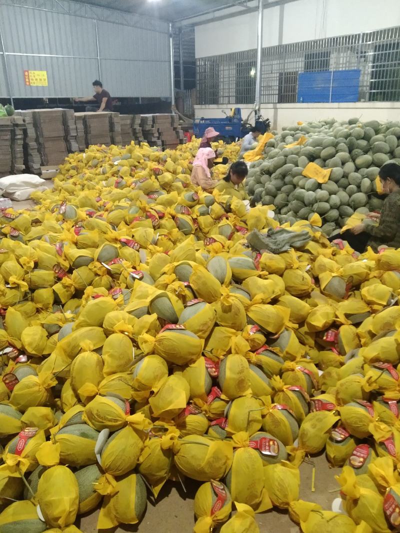海南精品小密二十海沙地哈密瓜
