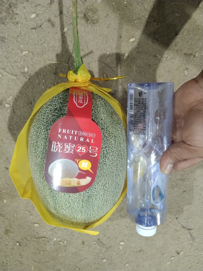 海南精品小密二十海沙地哈密瓜