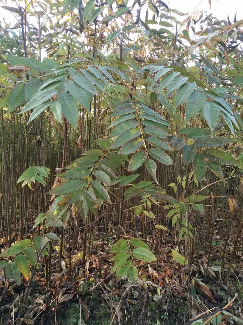 香椿苗，红椿苗，供应红油香椿，食用香椿，供应香椿苗椿树苗