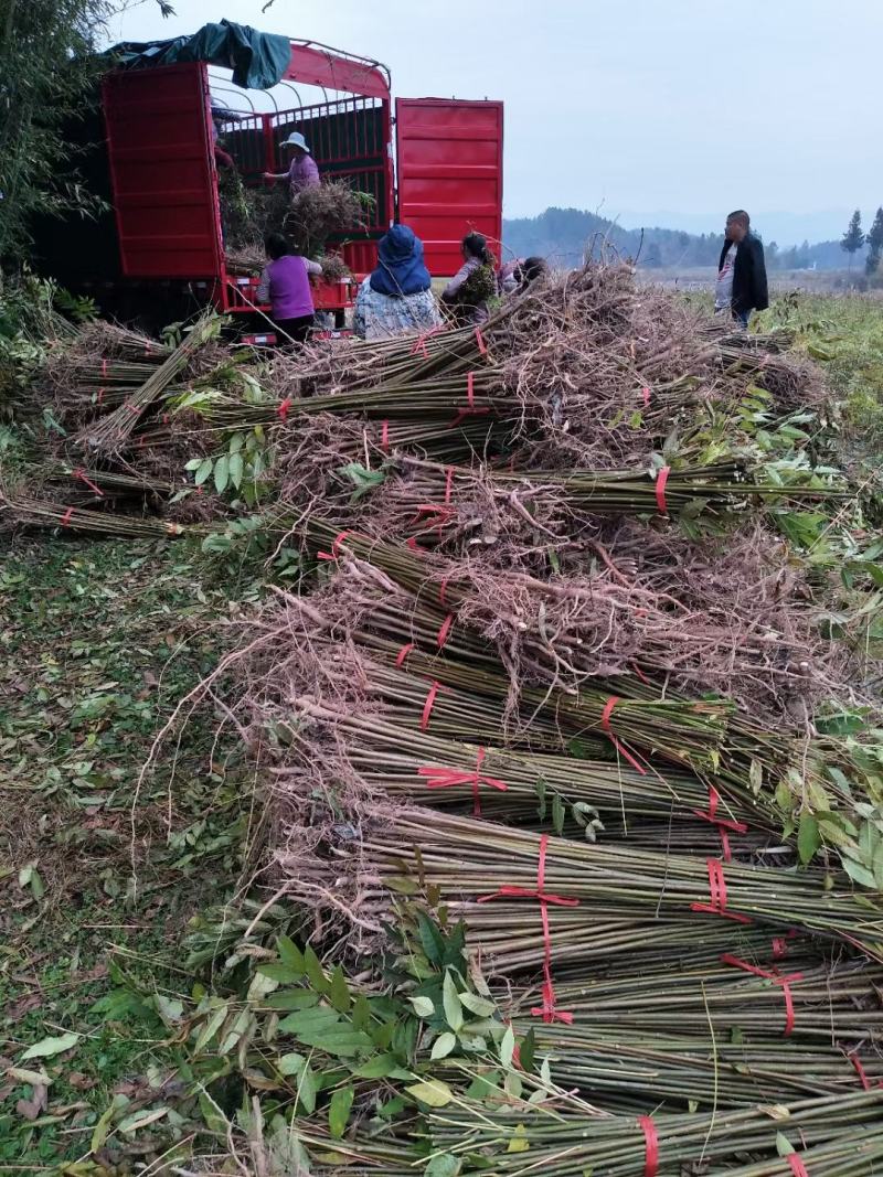 香椿苗，红椿苗，供应红油香椿，食用香椿，供应香椿苗椿树苗