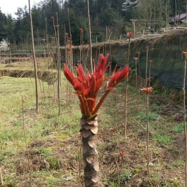 香椿苗，红椿苗，供应红油香椿，食用香椿，供应香椿苗椿树苗