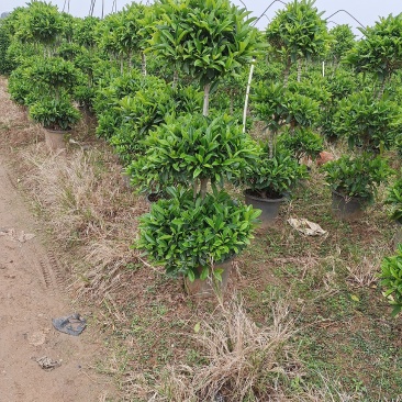 造型非洲茉莉多技，三层，单杆