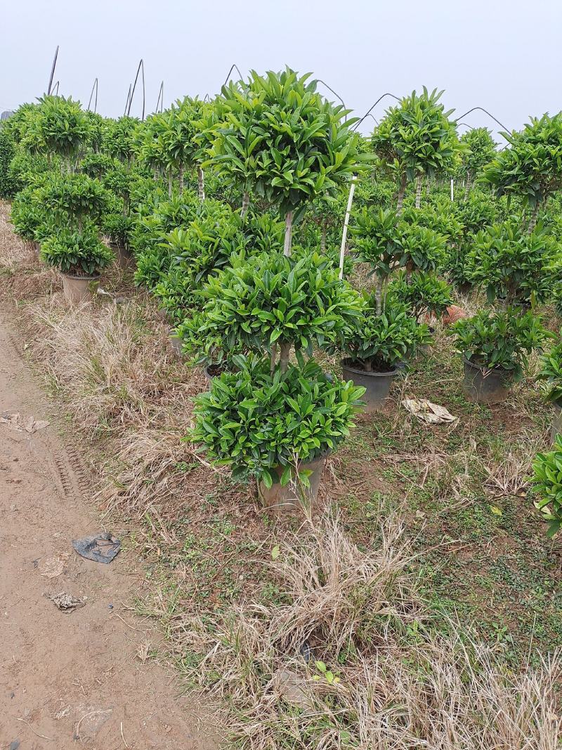 造型非洲茉莉多技，三层，单杆