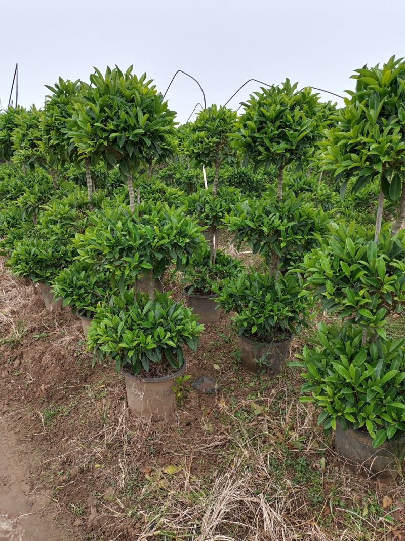 造型非洲茉莉多技，三层，单杆