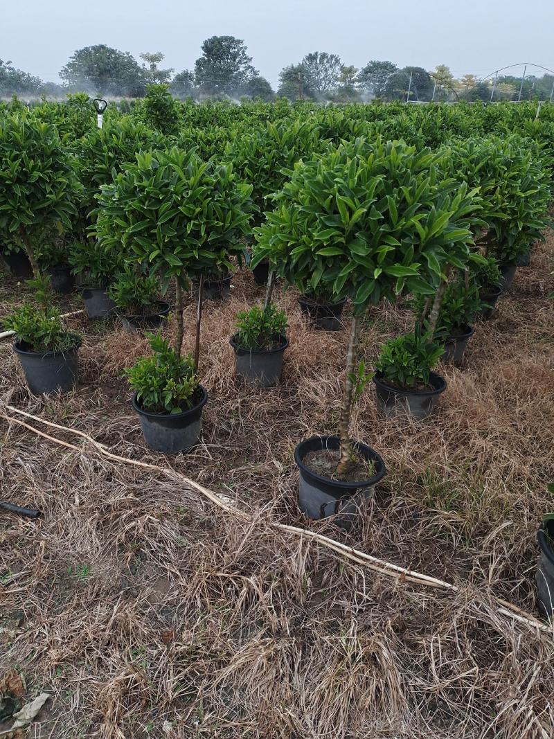 造型非洲茉莉多技，三层，单杆