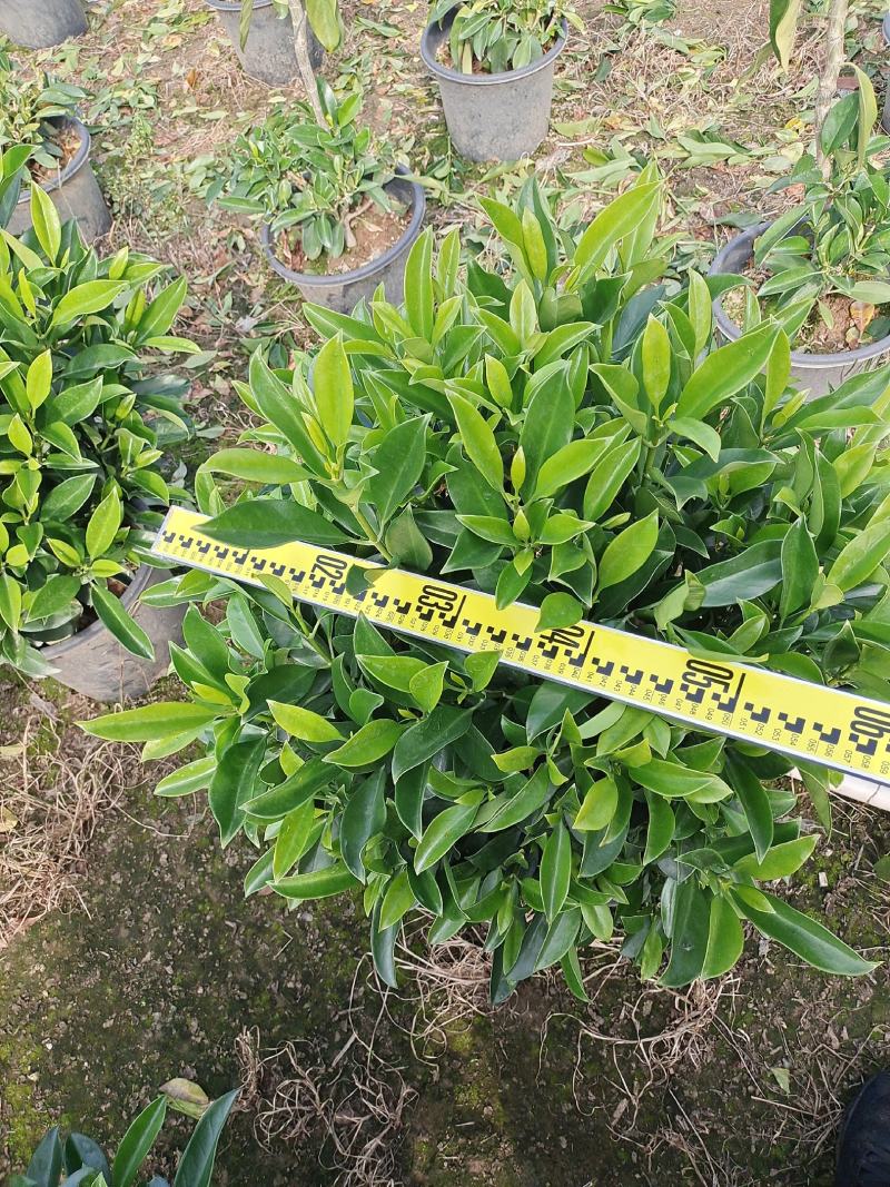 非洲茉莉球形各种规格