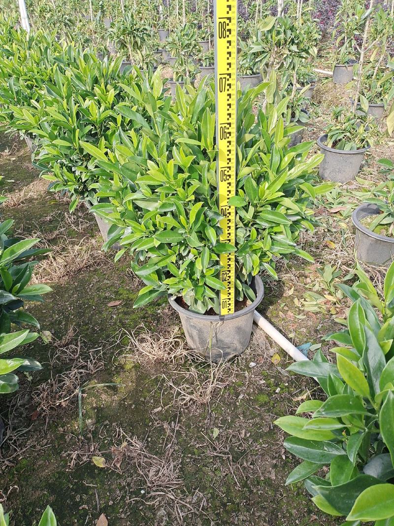 非洲茉莉球形各种规格