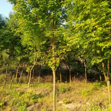 五角枫大量出售丛生五角枫及五角枫小苗规格齐全