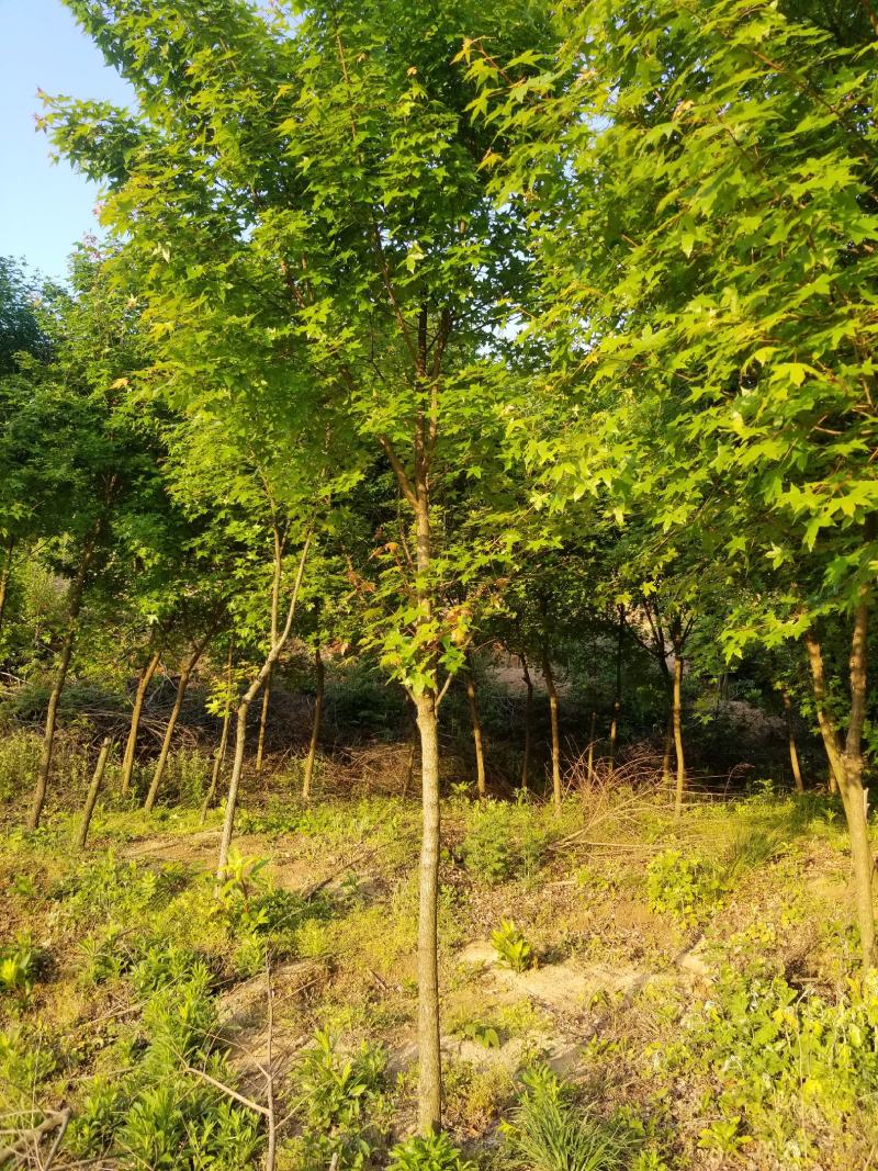 五角枫大量出售丛生五角枫及五角枫小苗规格齐全