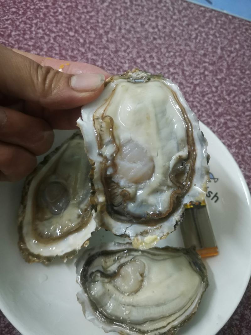 井州大蚝花肉口感脆酥鲜甜每天现开现装现发尝鲜价开卖抢抢抢