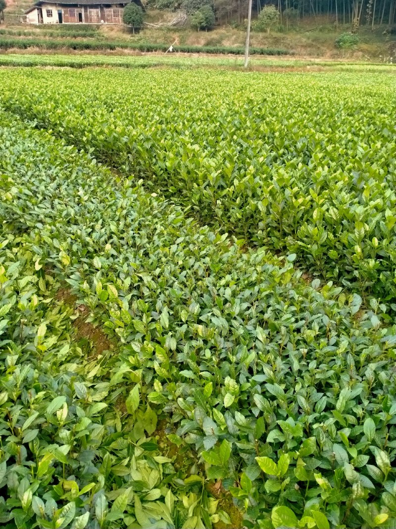冯永才家庭农场，茶叶苗基地批发。
