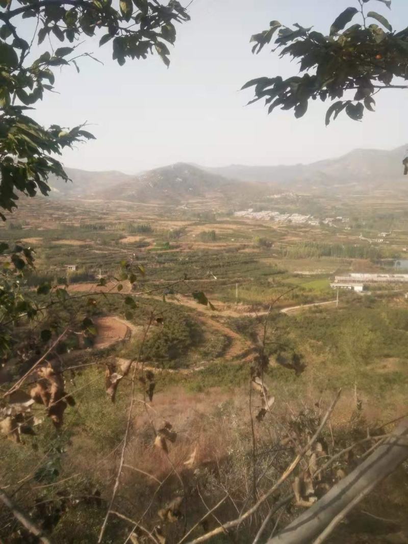 低价转让千亩山地，含已办理林权证林地405亩