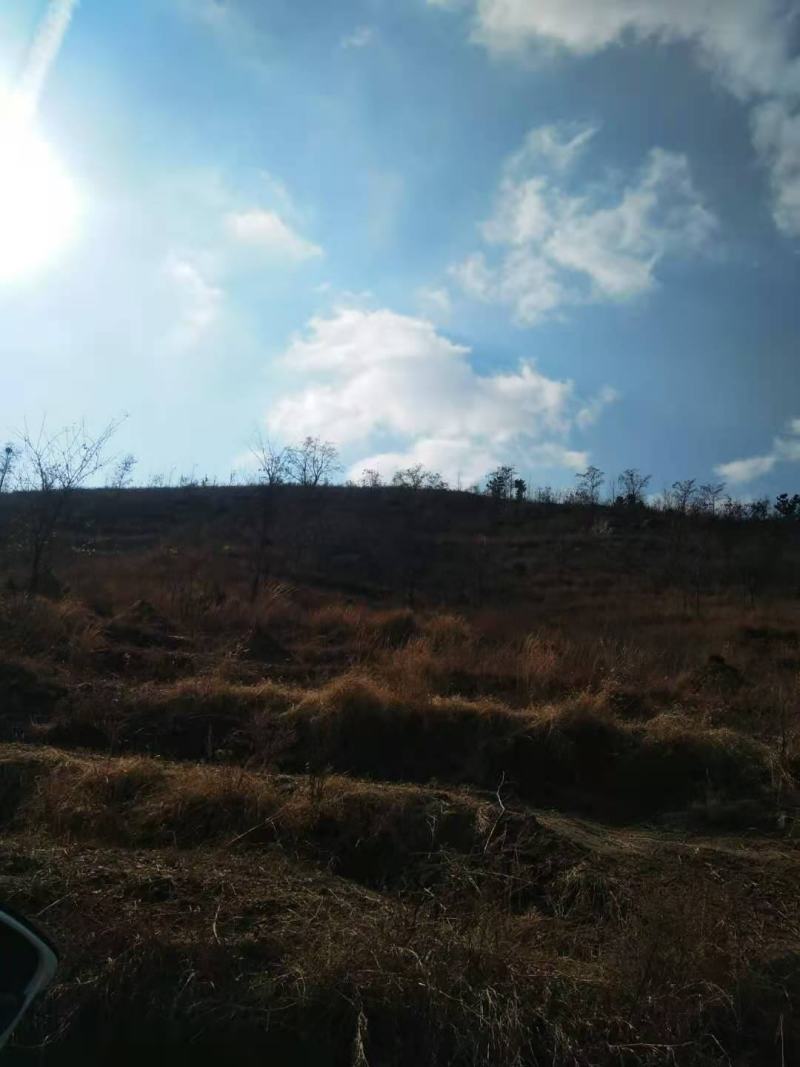 低价转让千亩山地，含已办理林权证林地405亩