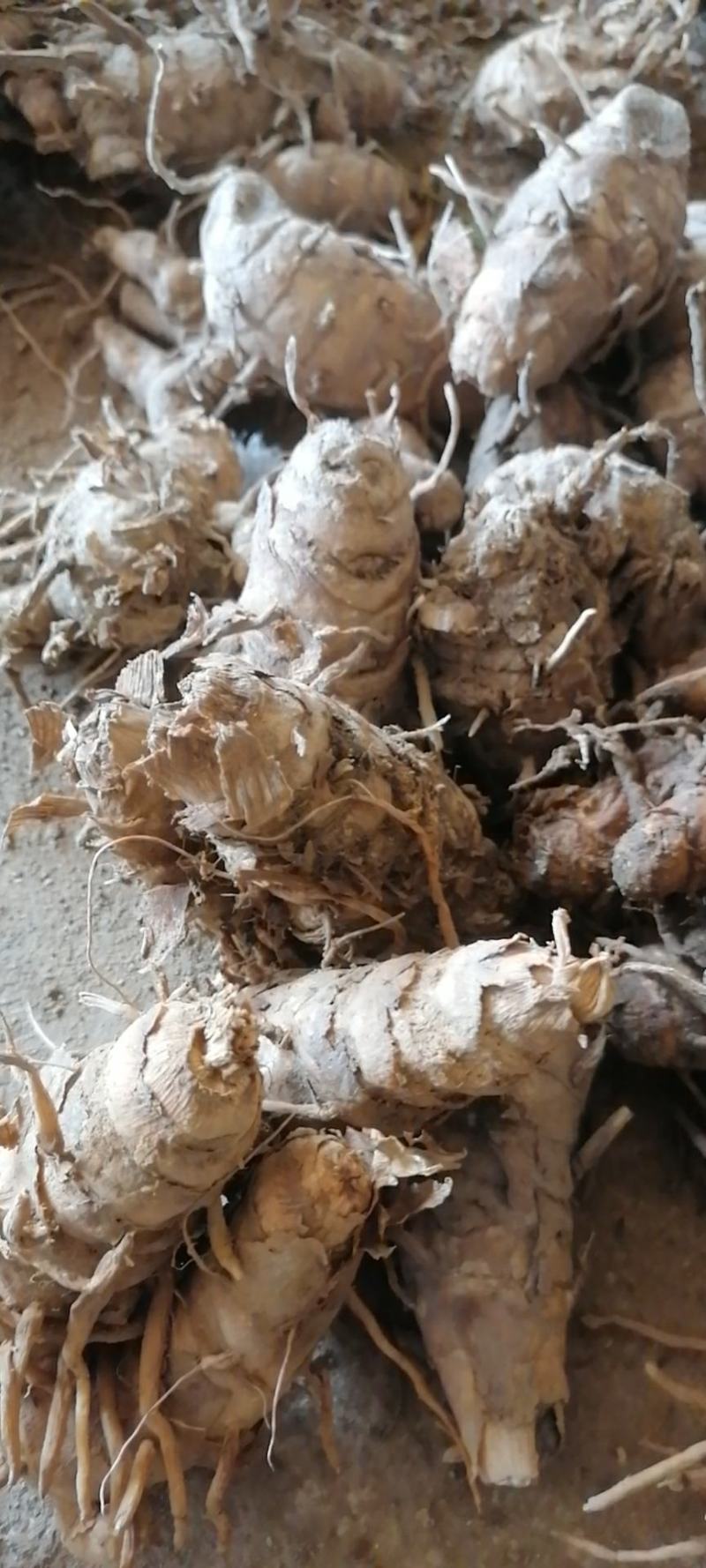 郁金购销，种植加工技术一条龙服务务！