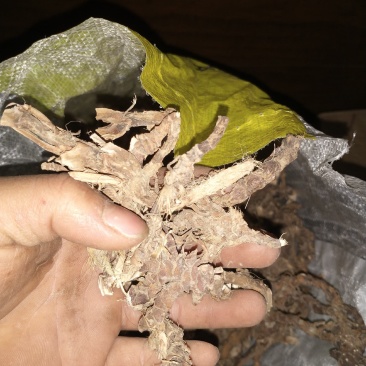 广东原生态石菖蒲，大批发零售