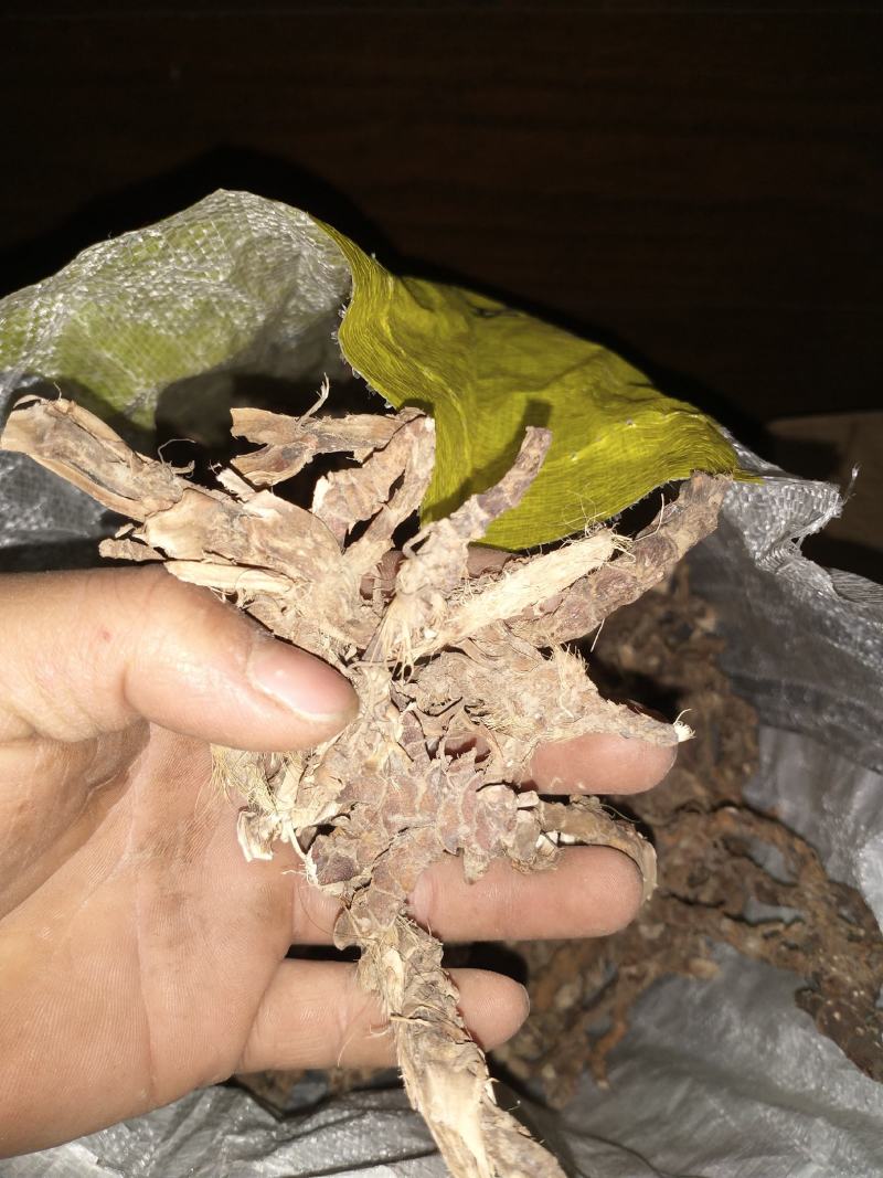 广东原生态石菖蒲，大批发零售