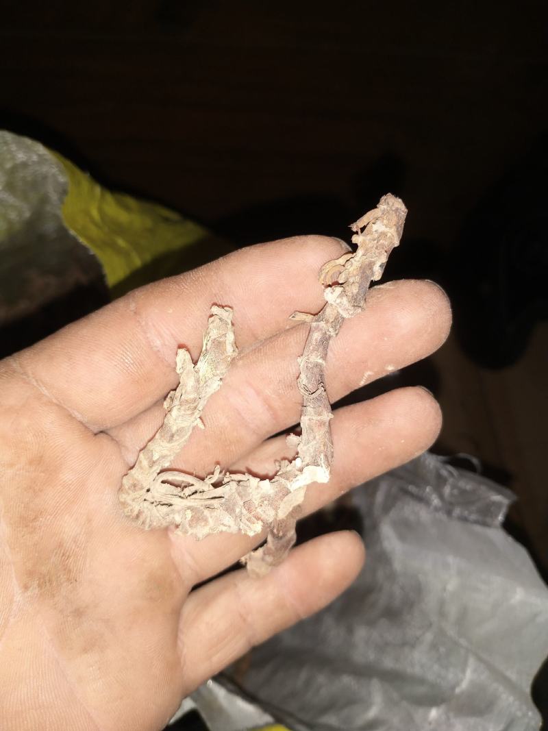 广东原生态石菖蒲，大批发零售